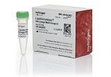 Lipofectamine? MessengerMAX? Transfection Reagent