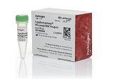 Lipofectamine? MessengerMAX? Transfection Reagent