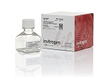 Lipofectamine? MessengerMAX? Transfection Reagent