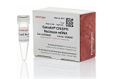 GeneArt? CRISPR Nuclease mRNA