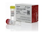 Lipofectamine? 3000 Transfection Reagent