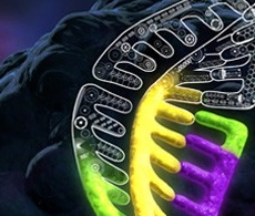 產(chǎn)品推薦：GeneArt? CRISPR核酸載體